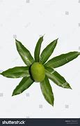 Image result for Mango Raw Leave