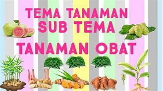 Image result for Tananam Obat