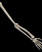 Image result for Skeleton Hand and Arm