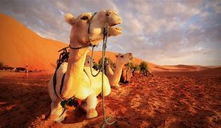 Image result for Camels Desert Image Free