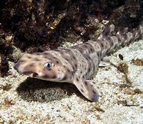 Image result for Swell Shark