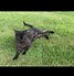 Image result for Black Smoke TabbyCat