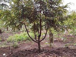 Image result for Tanaman Pohon Durian