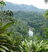 Image result for Borneo Wallpaper 4K