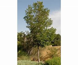 Image result for Caddo Maple Tree