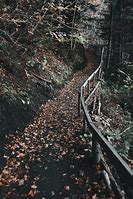 Image result for Leaves On Footpath