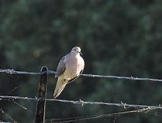 Image result for Morning Dove AZ