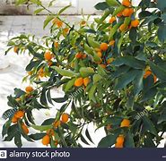 Image result for Tall Kumquat Tree