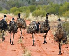 Image result for Great Emu War for Kids