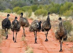 Image result for Great Emu War