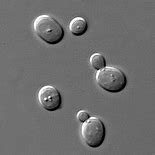 Image result for Dry Saccharomyces Cerevisiae