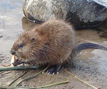 Image result for Muskrat Necropsy