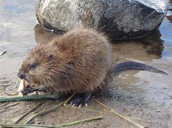 Image result for Blind Muskrat