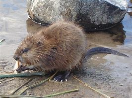 Image result for Show Me a Picture of a Muskrat