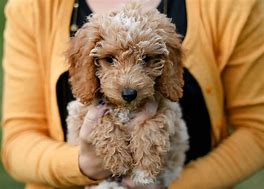 Image result for Mini Teddy Bear