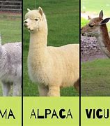 Image result for Llama and Alpaca