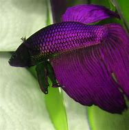 Image result for Red-Purple Betta