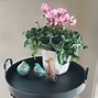 Image result for Which Houseplants Like Coffee Grounds