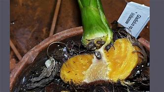 Image result for Corm Botany