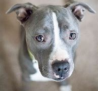 Image result for Blue Nose PitBull