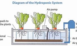 Image result for Hyroponics Layout