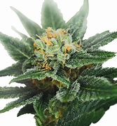 Image result for OG Kush CBD