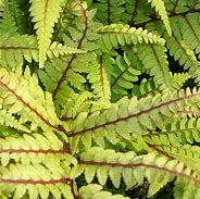 Image result for Athyrium Vidalii