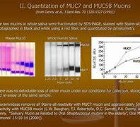 Image result for Mucin Saliva