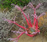 Image result for Dudleya San Diego