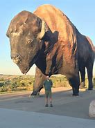 Image result for Big Buffalo