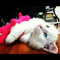 Image result for I Love My Kitty Cat