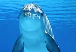 Image result for Bottlenose Dolphin Appearance