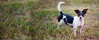 Image result for Bluetick Rat Terrier