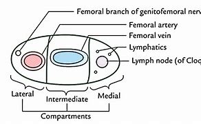 Image result for femoral canal function