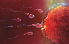 Image result for Haploid Eggs