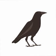 Image result for Crow Gazing