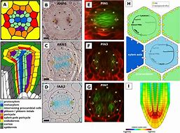 Image result for Auxin Cytokinin Soybean Nodule