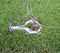 Image result for Weird Mole Traps