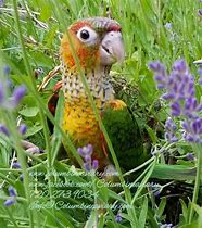 Image result for Black Cap Conure