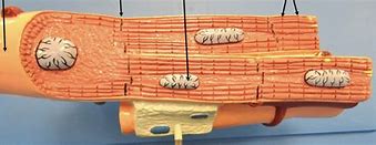 Image result for Cardiac Muscle Model