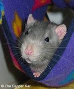 Image result for Russian Blue Fancy Rat