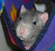 Image result for Grey Rat Blue Eyes