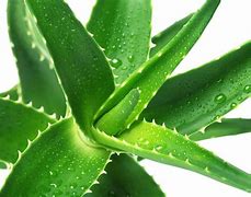 Image result for Aloe Vera Gel