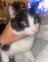 Image result for Cat Eyelid Swollen