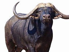 Image result for Buffalo Head Nickel PNG