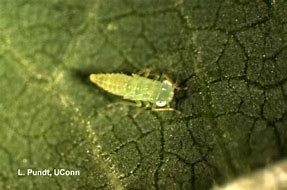 Image result for leafhopper nymphs