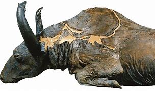 Image result for Ice Age Bison