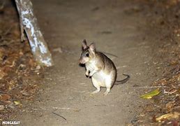 Image result for Yapping Rat