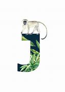 Image result for Letter J Jungle