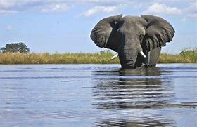 Image result for Elephants Playing in Water